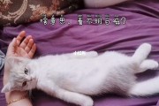附体了是什么意思(附体是什么原因造成的)