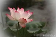 附体念什么经好(附体严重念什么咒)